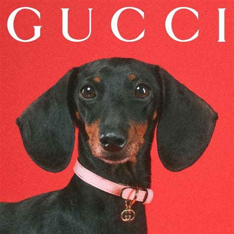 gucci pet met slang|Gucci pets 2021.